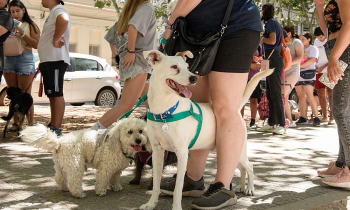 Florencio Varela - Día del Animal: una jornada para celebrarlos y cuidarlos